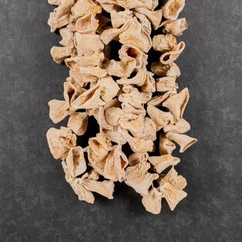 Haylan Kabağı Dolmalık Kuruluk  (45-50'li Dizim)