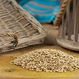Yeşil Mercimek