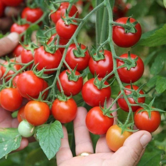 Domates Cherry